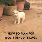 How to Plan for Dog-Friendly Travel